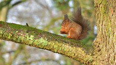 Eichhörnchen (32).jpg